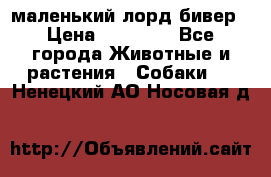 маленький лорд бивер › Цена ­ 10 000 - Все города Животные и растения » Собаки   . Ненецкий АО,Носовая д.